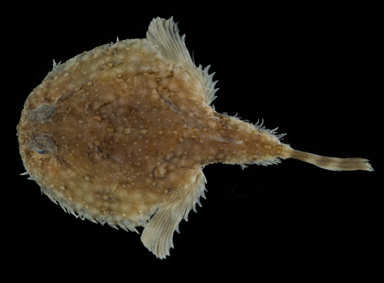 Scientist’s Team Describes Two New Fish Species from Gulf of Mexico
