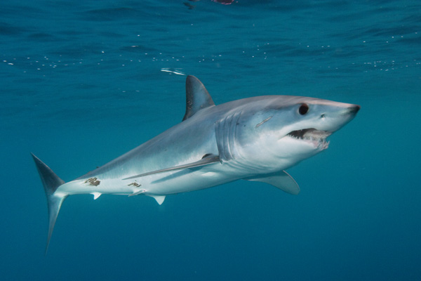 Shortfin Makos Need Official Protection from Fishing