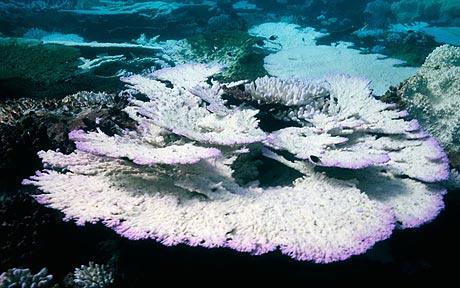Coral reefs reported suffer mass bleaching throughout south east Asia, the Indian Ocean and the Pacific