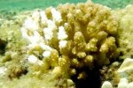 12 Travel Sites Closed To Tourists Due to Coral bleaching