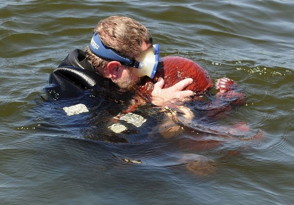 Giant Pacific octopus set free with a kiss