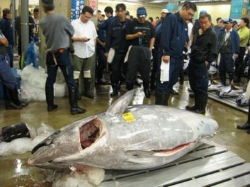 Japan sells giant tuna at a Tokyo fish market