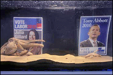 Octopus has predicted Prime Minister Julia Gillard will win