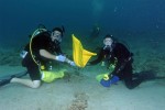 Raising plots of rare corals to repopulate depleted Florida and Caribbean reefs