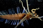 Ghostly creature discovered in the deepest reaches of the ocean
