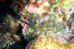 Study of coral may lead to sunburn pill