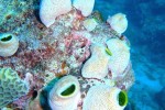 Unlocking Coral’s Sun-Protecting Secrets – Video