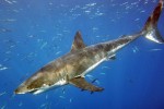 Monterey Bay Aquarium Shark Dies Shortly After Release
