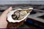 Japan scientists study oyster ‘language’