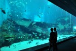 World’s Largest Aquarium Opens in Singapore